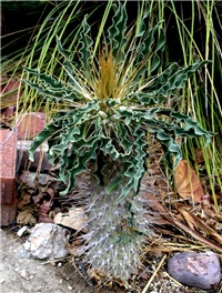 217fd7d7-Pachypodium namaquanum.jpg